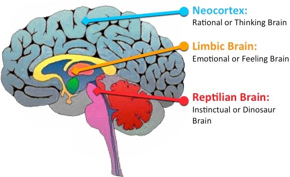 triune brain 1